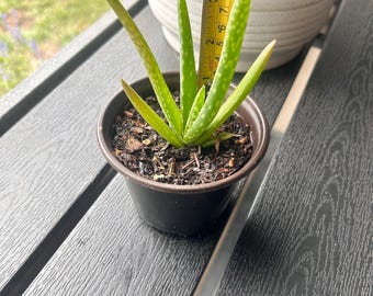 Live Aloe Vera Plant: Easy Care Healing Succulent - 4" or 6" Pot - Etsy