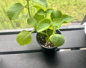 Cuban Oregano Plant | Live Cuban Oregano Starter | Mexican Mint | Spanish Thyme | Indian Borage | Culinary Herb