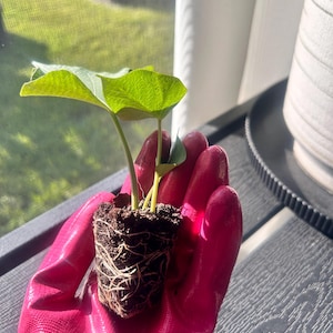 LIVE | 6 Beauregard sweet potato slips | Orange Sweet potato | Ready to Plant | Rooted Vine Cuttings | Starter Plants