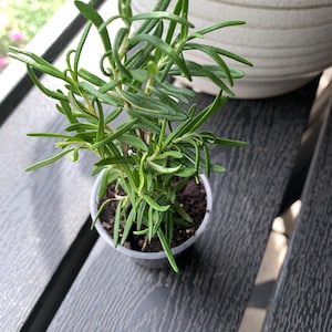 2 Rosemary Seedlings (3&quot; Seedling in 3oz cup) – Kitchen Herb • Non‑GMO • Gift for Cooks & Gardeners