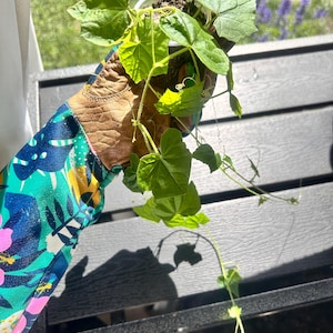 Rare Plant Shop - Etsy