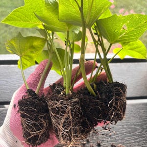 May include: Three sweet potato plant starts with vibrant green, heart-shaped leaves and exposed root systems encased in dark, moist potting soil. The plants feature sturdy stems and a dense network of white roots visible beneath the soil clumps.
