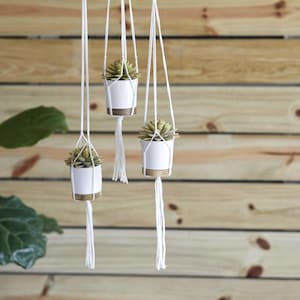 Peut inclure: Trois jardinières suspendues avec des succulentes. Chaque pot en céramique blanche a une base en bois et est suspendu par un support en macramé blanc. Les plantes ont des feuilles vertes et beiges. Le fond est un mur en bois.