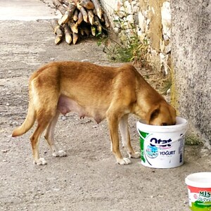 Feeding Street Dog