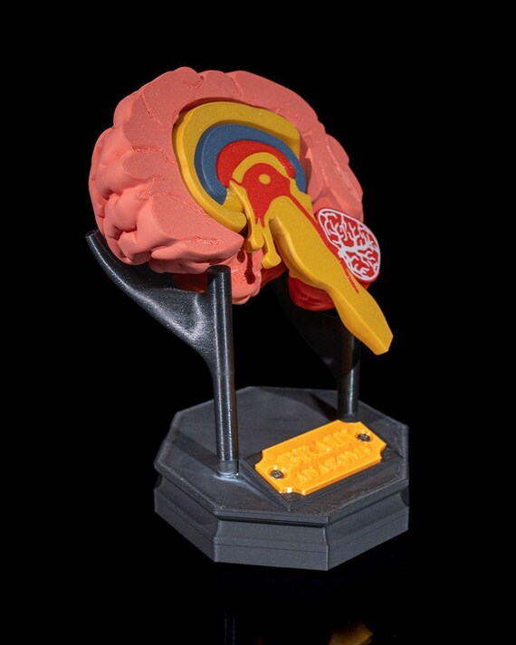 MODELLO DI CERVELLO Umano per Neuroscienze, Modello di Anatomia