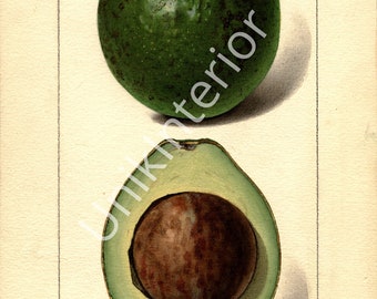 A3 vintage poster of avocado - kitchen - botanical - interior decoration poster - nature