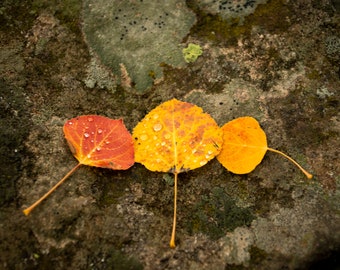 Autumn Photo | Aspen Leaves