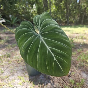 Philodendron Gloriosum - Tropische Zimmerpflanze