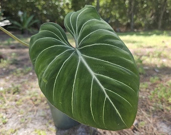 Philodendron Gloriosum - Tropische Zimmerpflanze