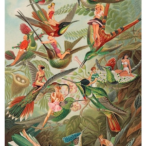 Fine Art Print "Humming Birds"