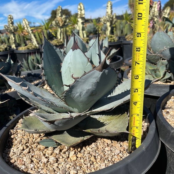 Agave titanota