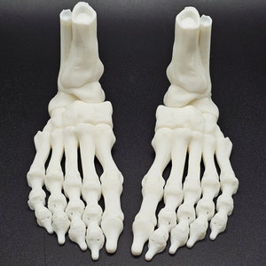 Flexi Skeleton Feet / Fidget toy / Sensory (Pair or single)