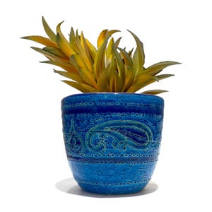 May include: A vibrant blue ceramic planter featuring a textured surface with embossed paisley patterns and horizontal dotted bands. The pot contains a spiky succulent plant with pointed leaves that transition from deep green to bright yellow tips.