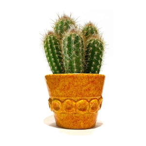Puede incluir: Un pequeño cactus con múltiples tallos verdes y espinas afiladas, plantado en una maceta de cerámica naranja decorativa. La maceta tiene una superficie texturizada y un patrón circular repetitivo alrededor de la base. El fondo es blanco.