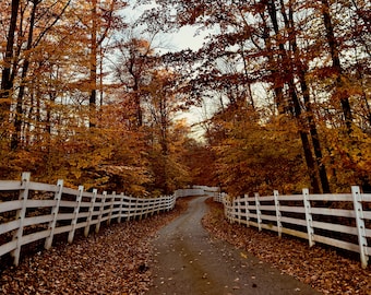 May include: A winding dirt road lined with white wooden fences leads through a forest of trees with vibrant fall foliage in shades of orange, yellow, and red.