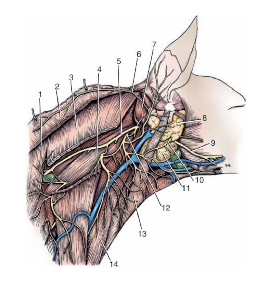 Veterinary Anatomy Flashcards Comprehensive Veterinary Anatomy Flash