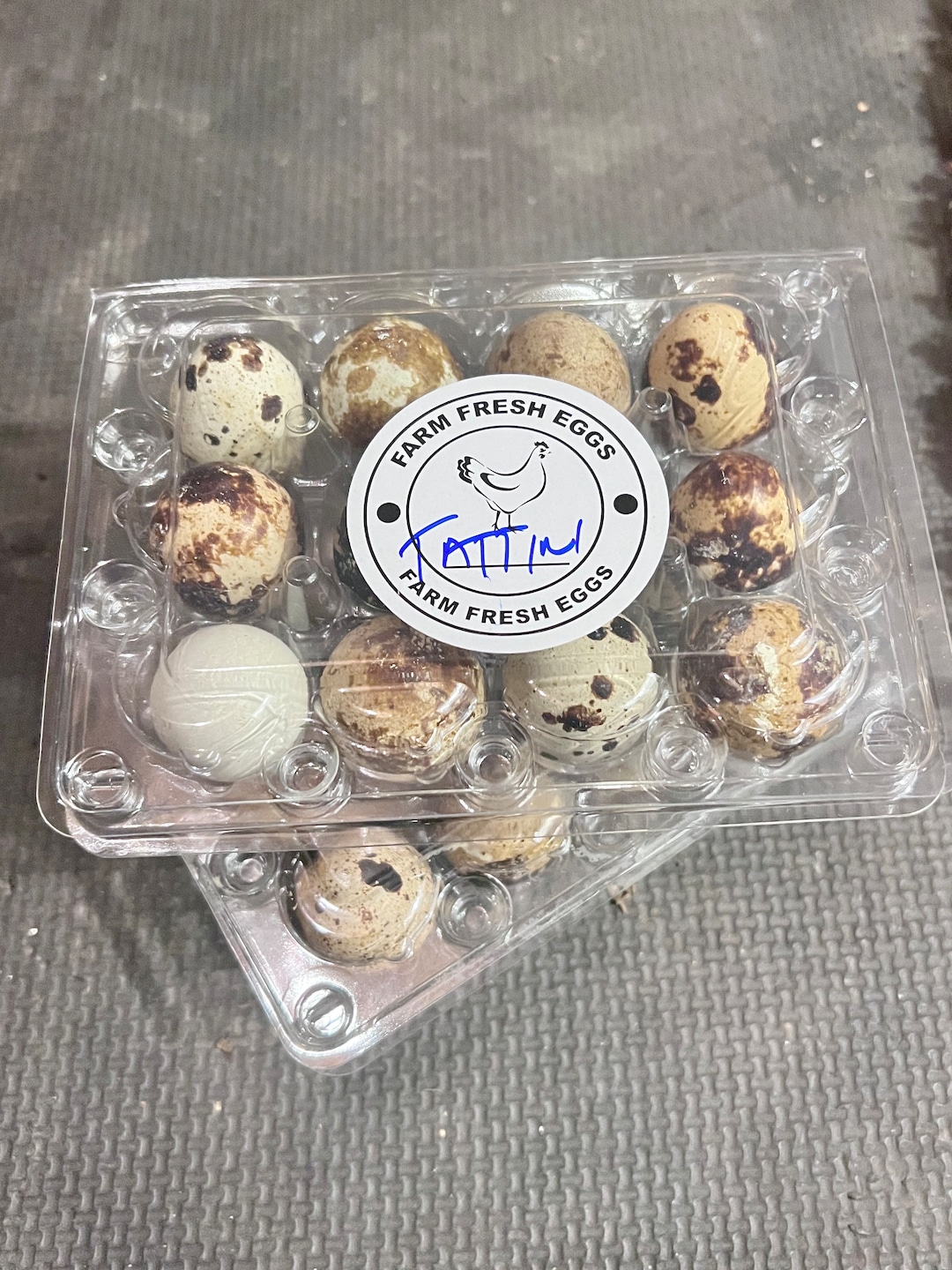 Dozen Fertilized Quail Eggs Etsy