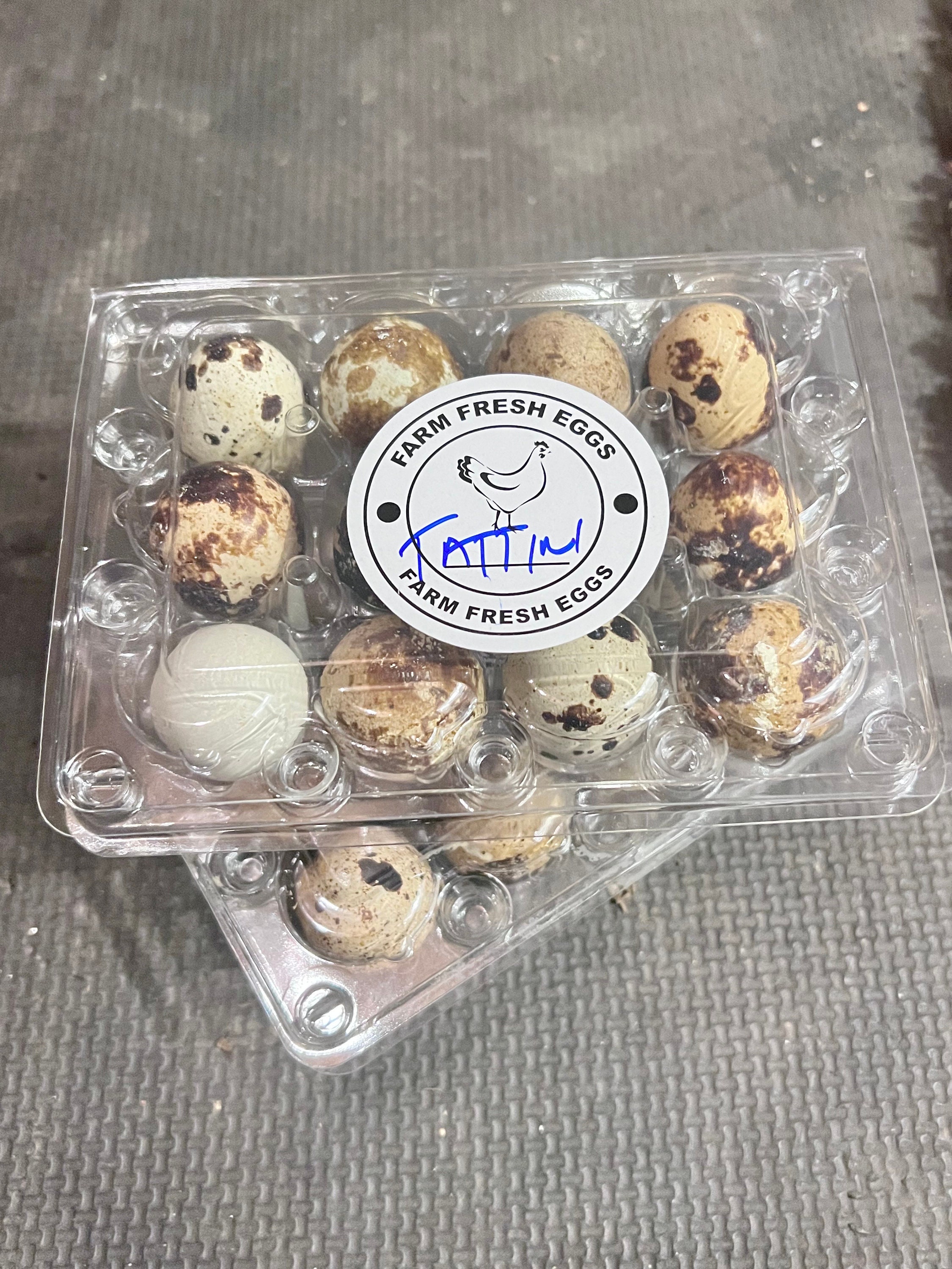 Dozen Fertilized Quail Eggs - Etsy