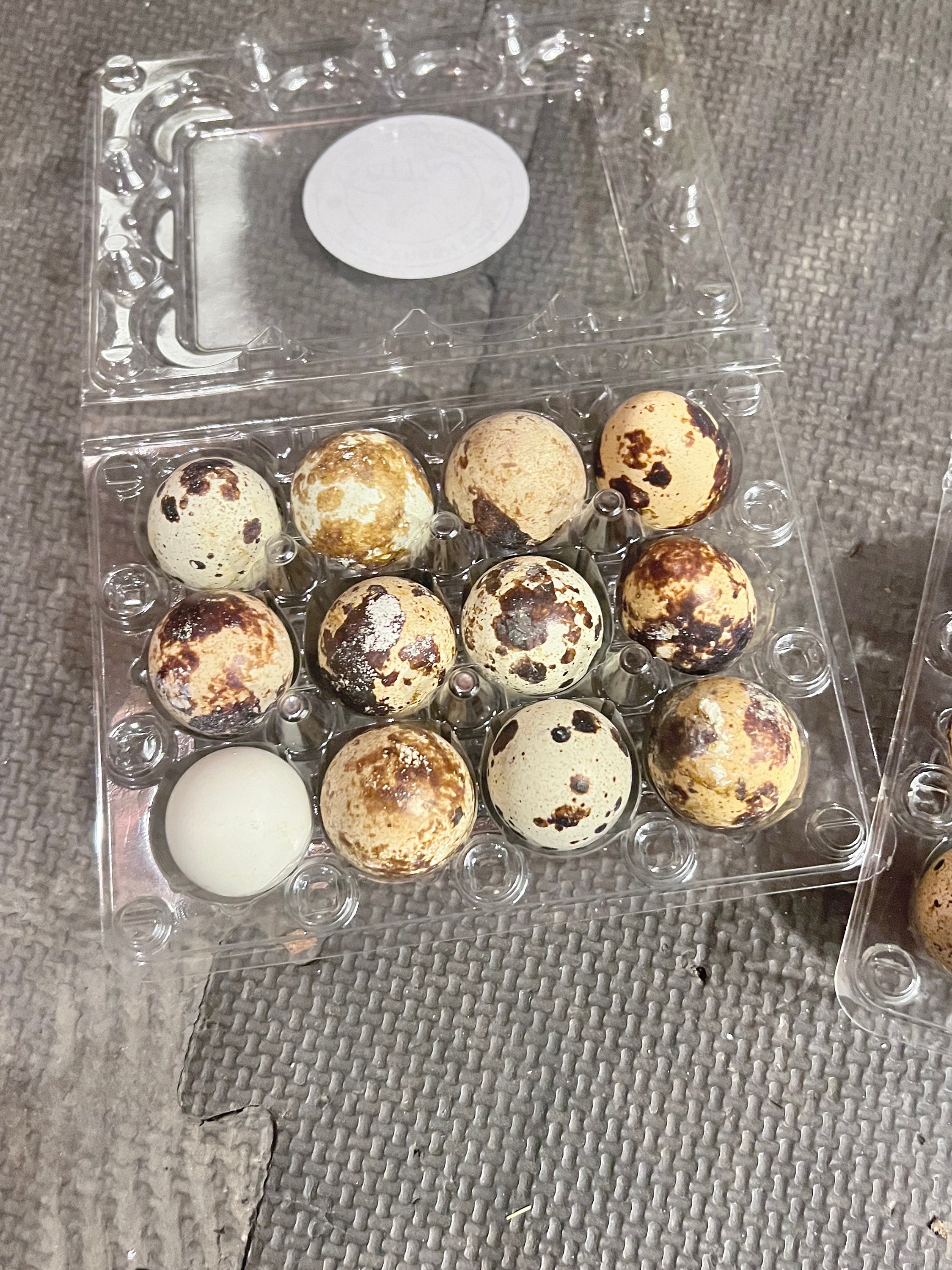 Dozen Fertilized Quail Eggs - Etsy