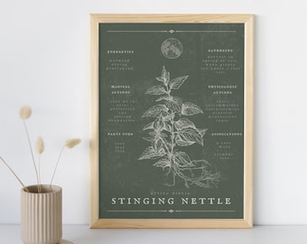 Stinging Nettle Print, Stinging Nettle Materia Medica, Vintage Stinging Nettle, Stinging Nettle Botanical Art, Stinging Nettle Grimoire