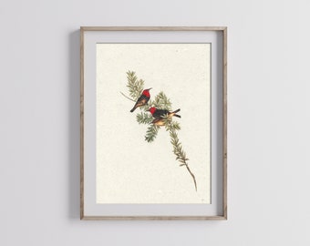 Vintage bird art print, vintage bird wall art, vintage bird art, Christmas bird art, bird watercolor painting, vintage Christmas art print