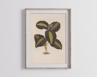House plant art print, vintage plant art, plant lover gift, plant lover art gift, red veined fittonia print, botanical wall art, botany art