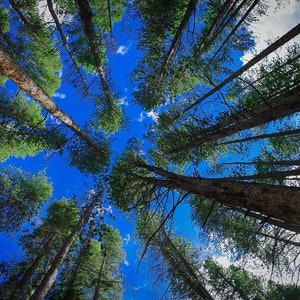 Lodge Pole Pines in A Colorado Forest