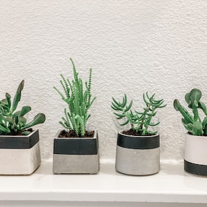 May include: Four potted succulents in different styles, each with a black and white concrete planter. The succulents are green and have different shapes and textures.