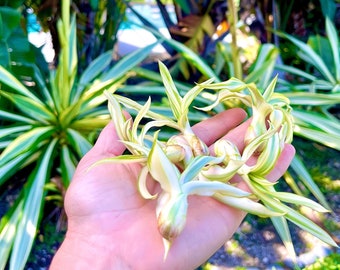 Giant Variegated False Agave (Furcraea Gigantea ‘Variegata’ - 5 PLANTLETS