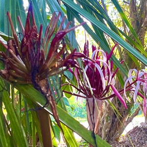 Lys crinum à bulbe empoisonné violet asiatique