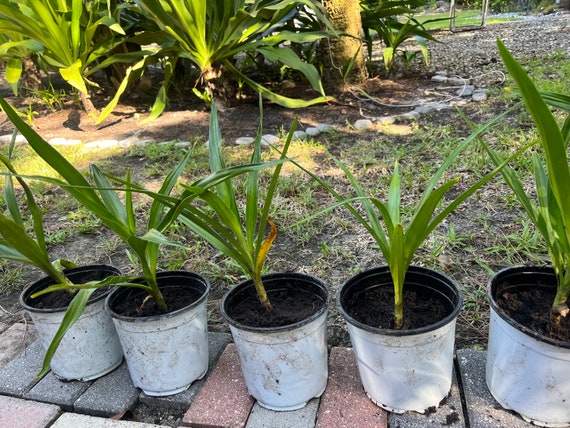 Asiatic Purple Poison Bulb Crinum Lily - Etsy
