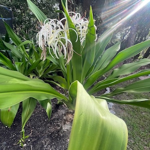 Lys crinum bulbe empoisonné