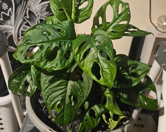 Rare Monstera Adansonii - Limited Edition Indoor Plant - Trendy Houseplant for 2024!