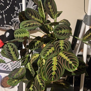 Exquisite Maranta Ornata - Prayer Plant with Striking Patterns - Perfect Indoor Greenery for Serene Spaces