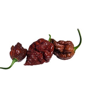 FRESH Chocolate Apocalypse Pepper Pods SUPER Hot Peppers Hot Freshly Picked Pepper