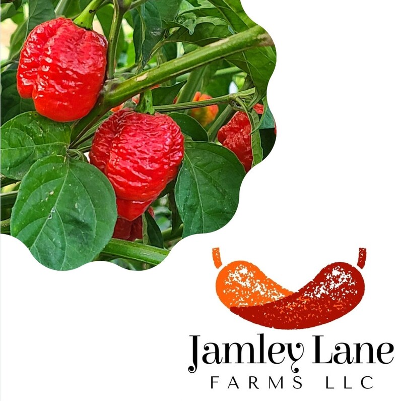 Pepper Powder 0.5oz / Half Ounce Dried Super Hot Pepper Powder Death