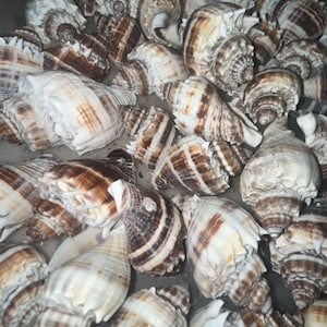 May include: A collection of various seashells, showcasing a range of sizes and shapes. The shells display a natural color palette of creamy whites, browns, and tan stripes. The image highlights the intricate spiral patterns and textures of the shells.