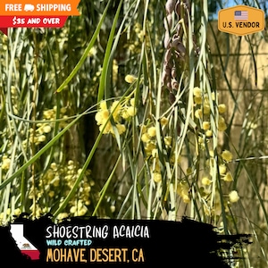 Shoestring Acacia Tree “Acacia stenophylla” - Exotic Fast Growing Tree - Wild Crafted Mojave Desert (2025 Restock)