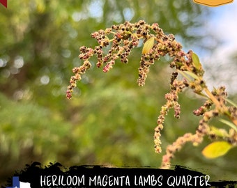 Lambs Quarter Seeds “Chinopodium album” - “Wild Spinach” “White Goosefoot” Edible Amaranth