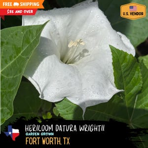 Sacred Datura (D. wrightii) - Heirloom 2025