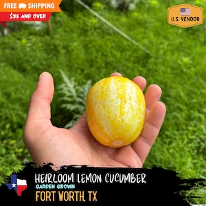May include: A yellow and white heirloom lemon cucumber, held in a hand, against a backdrop of green foliage. The text "HEIRLOOM LEMON CUCUMBER GARDEN GROWN FORT WORTH, TX" is displayed at the bottom of the image.