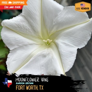 Moonflower vine (Ipomoea alba) - Heirloom Seeds