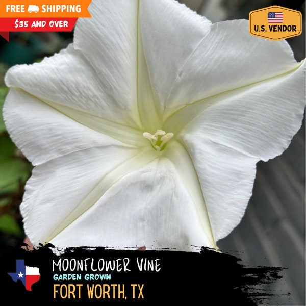 Moonflower vine (Ipomoea alba) - Heirloom Seeds