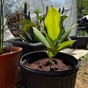 Southern Magnolia Seeds (Magnolia grandiflora) - FRESH & VIABLE!
