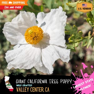 May include: A close-up of a Giant California Tree Poppy flower with large, white, ruffled petals and a bright yellow center. The image includes text that reads "Largest State Flower!" and "Valley Center, CA."