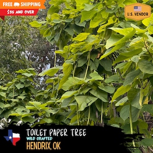 Toilet Paper Tree - “Catalpa bignonioides” / Southern Catalpa - (2025)