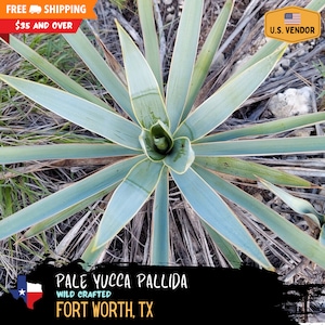 Pale Yucca (Yucca pallida) - 2025