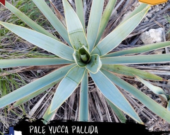 Pale Yucca (Yucca pallida) - 2025