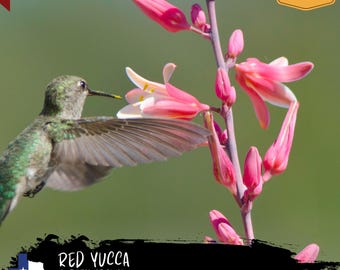 Red Yucca (Hesperaloe parviflora) - Seeds Harvested 2023