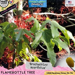 Flame Bottle Tree Seeds “Brachychiton Acerifolius - Wild Crafted in San Diego, CA